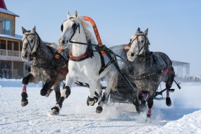 Конные бега на призы Губернатора и Национальной ассоциации заводчиков и владельцев лошадей орловской породы пройдут на «Сибирской Масленице»